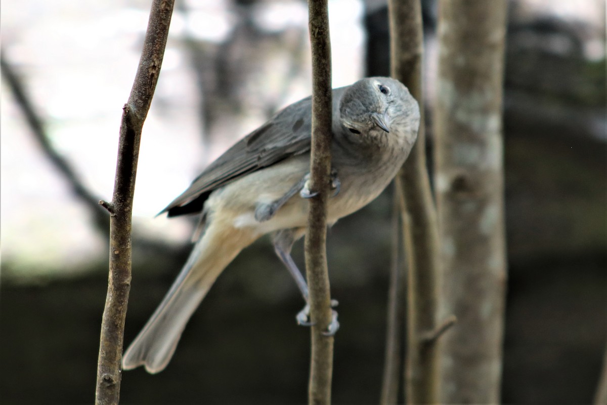 Gray Shrikethrush - ML178653961