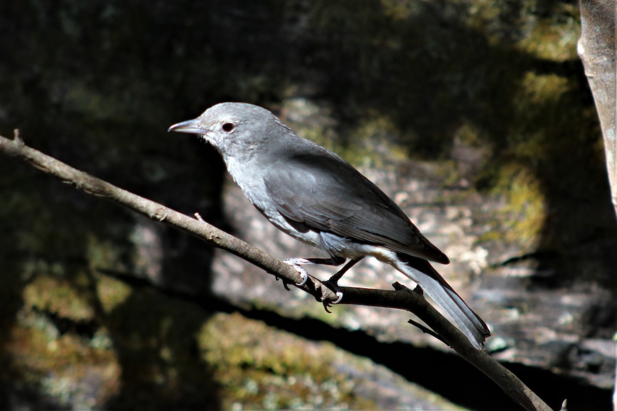 Gray Shrikethrush - ML178653981