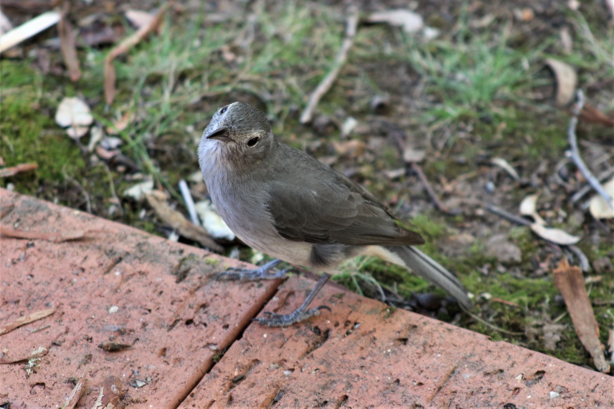 Gray Shrikethrush - ML178654021