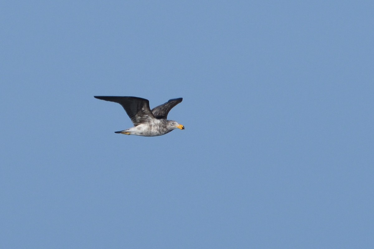 Pacific Gull - Ken Crawley