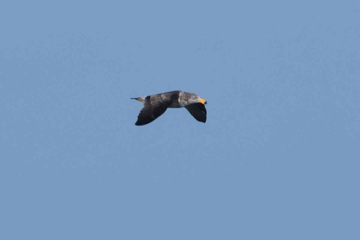 Pacific Gull - Ken Crawley