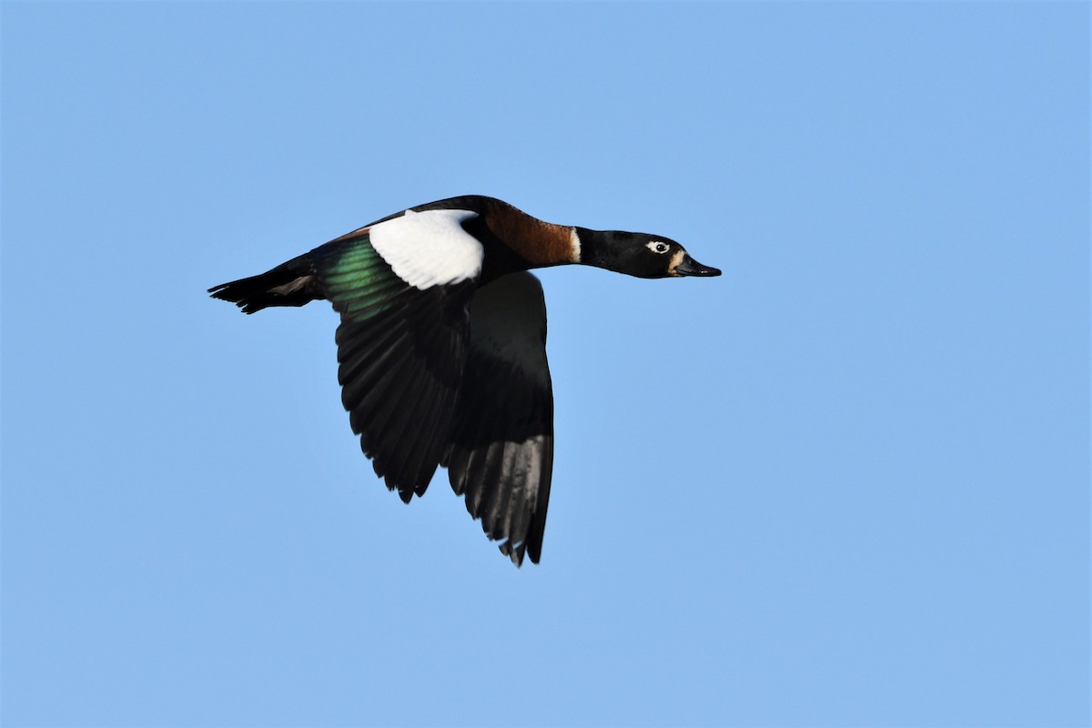 Australian Shelduck - Ken Crawley