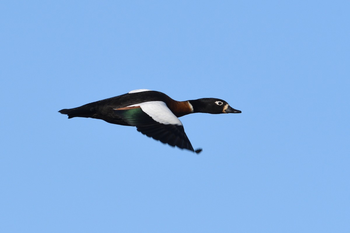 Australian Shelduck - Ken Crawley