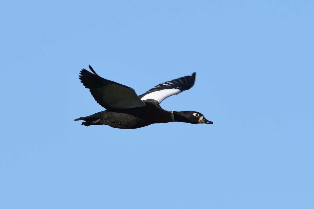 Australian Shelduck - Ken Crawley