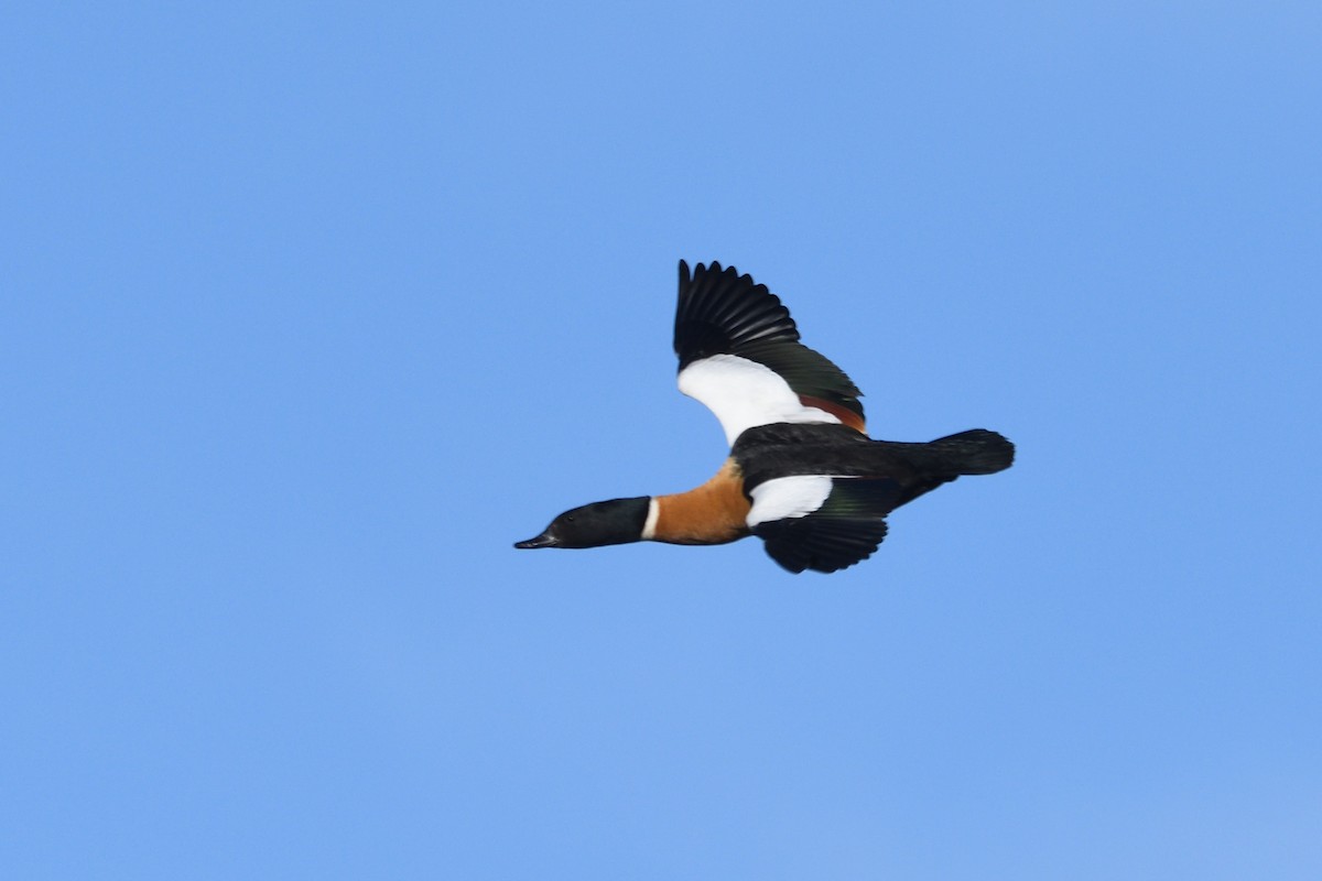 Australian Shelduck - Ken Crawley