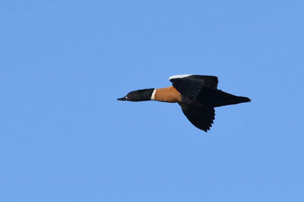 Australian Shelduck - Ken Crawley