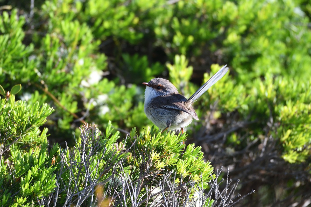 Superb Fairywren - ML178655071