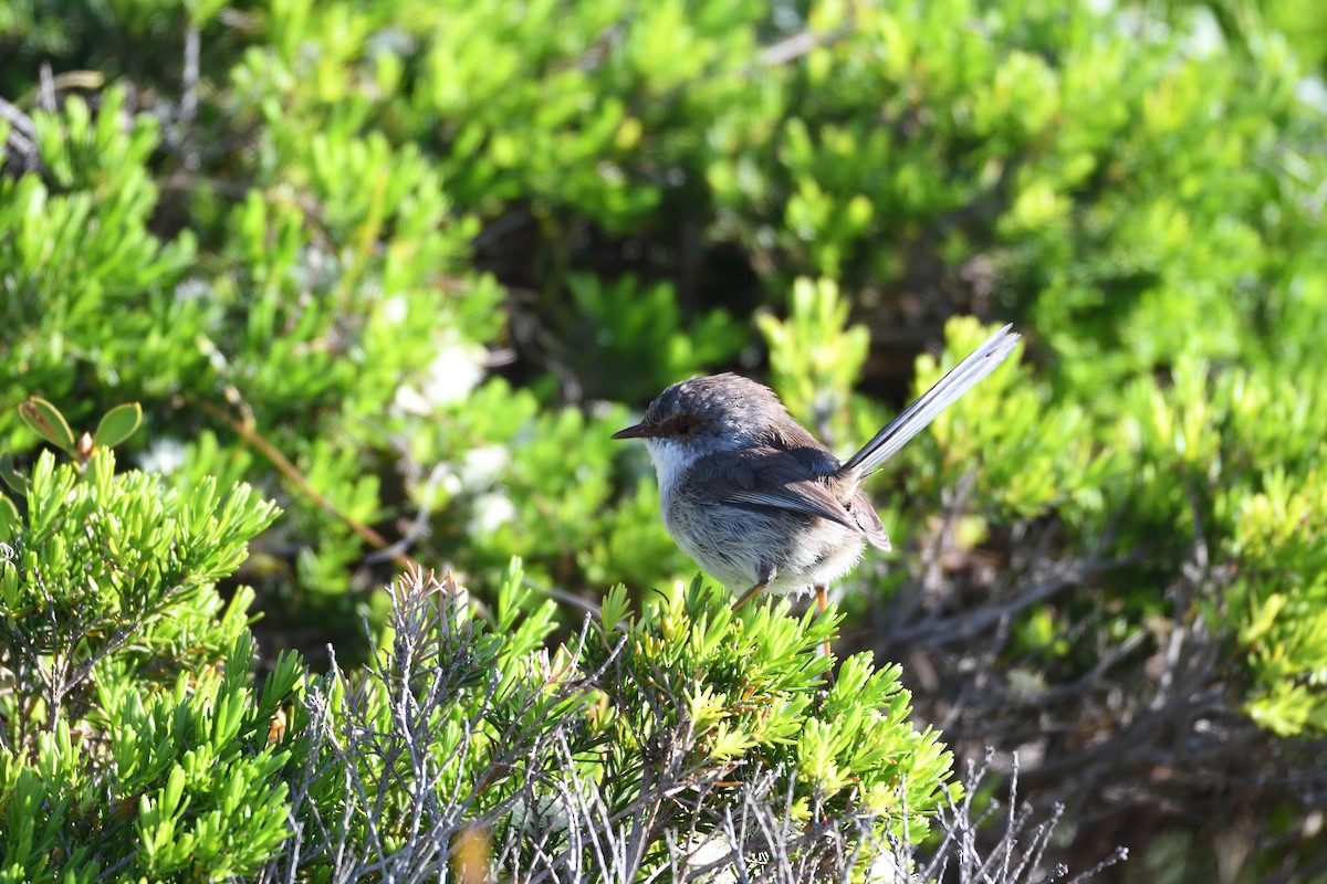 Superb Fairywren - ML178655081