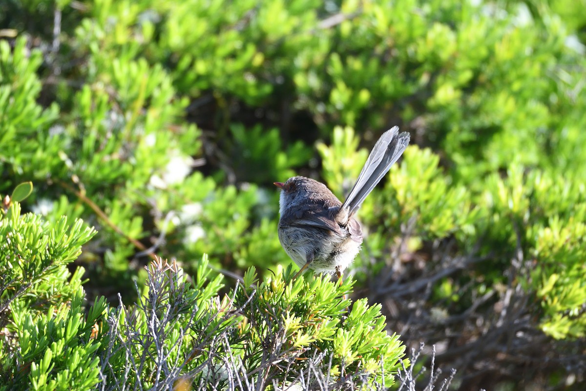 Superb Fairywren - ML178655091