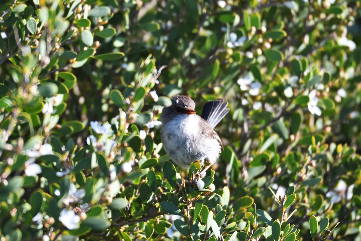 Superb Fairywren - Ken Crawley