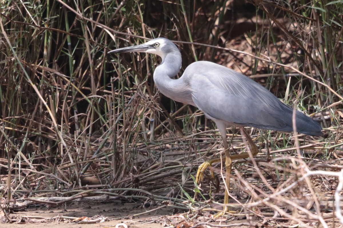 White-faced Heron - ML178658141