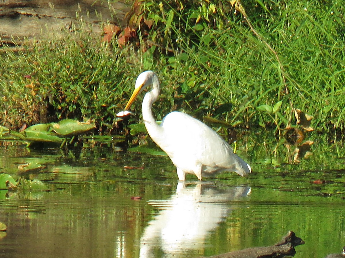 Great Egret - ML178659361