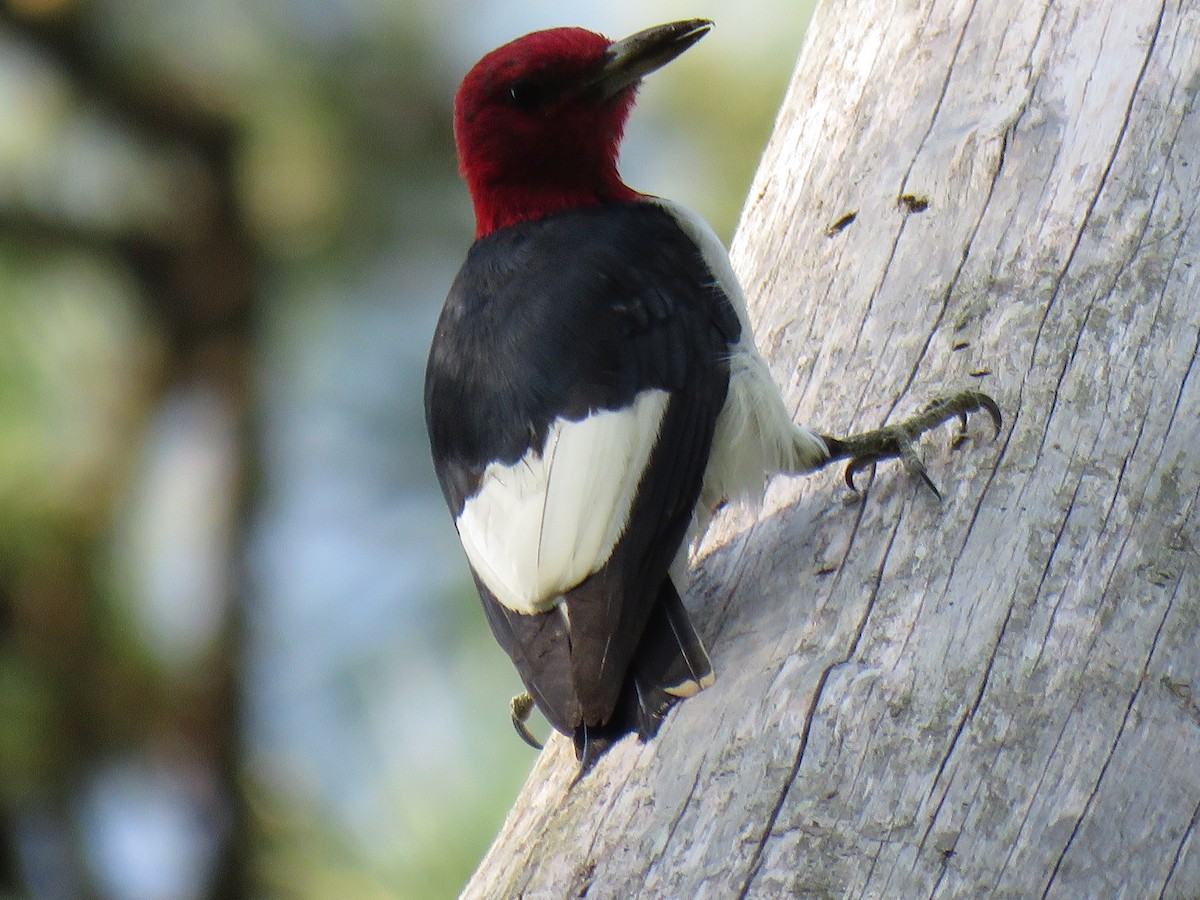 Red-headed Woodpecker - Marc Ribaudo