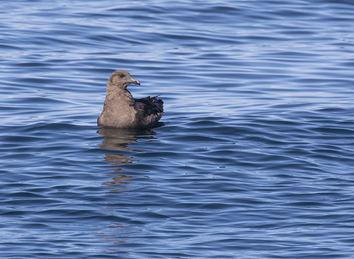 South Polar Skua - Neil Dowling