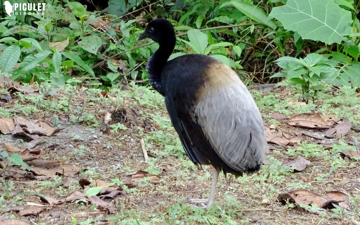 Gray-winged Trumpeter - ML178659971