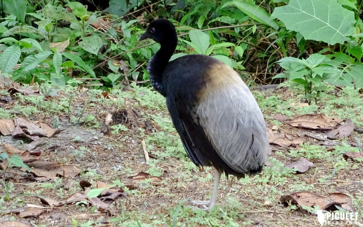 Gray-winged Trumpeter - ML178660001