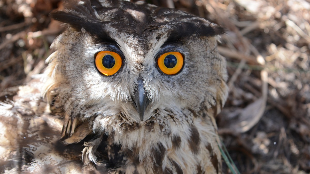 Eurasian Eagle-Owl - ML178660051