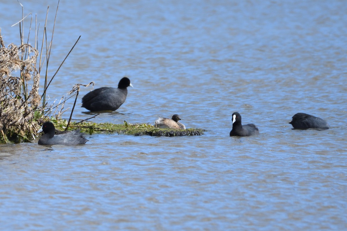 Eurasian Coot - ML178660441