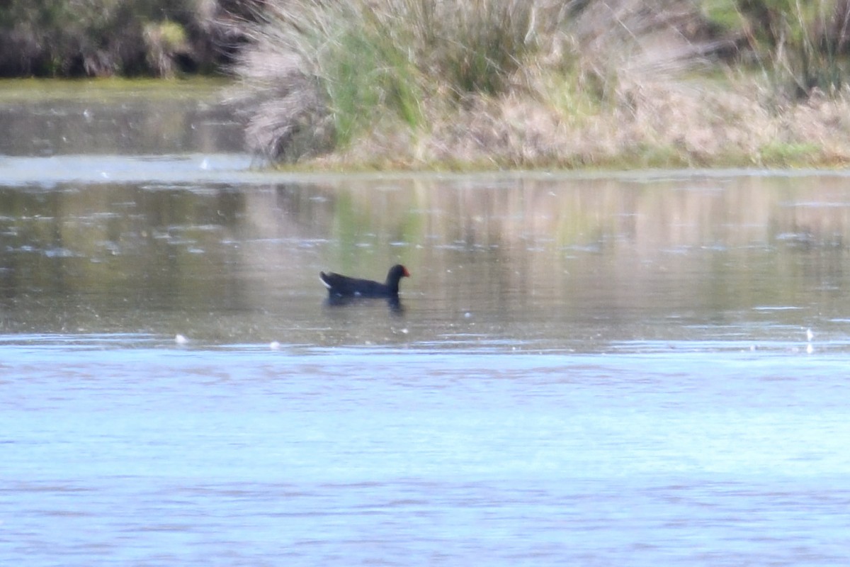 Dusky Moorhen - ML178660451