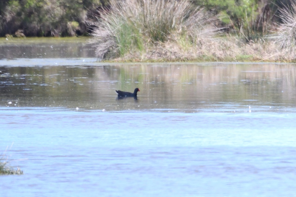 Dusky Moorhen - ML178660461