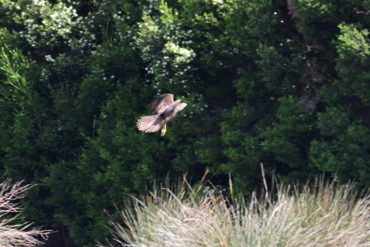 Brown Goshawk - ML178660501