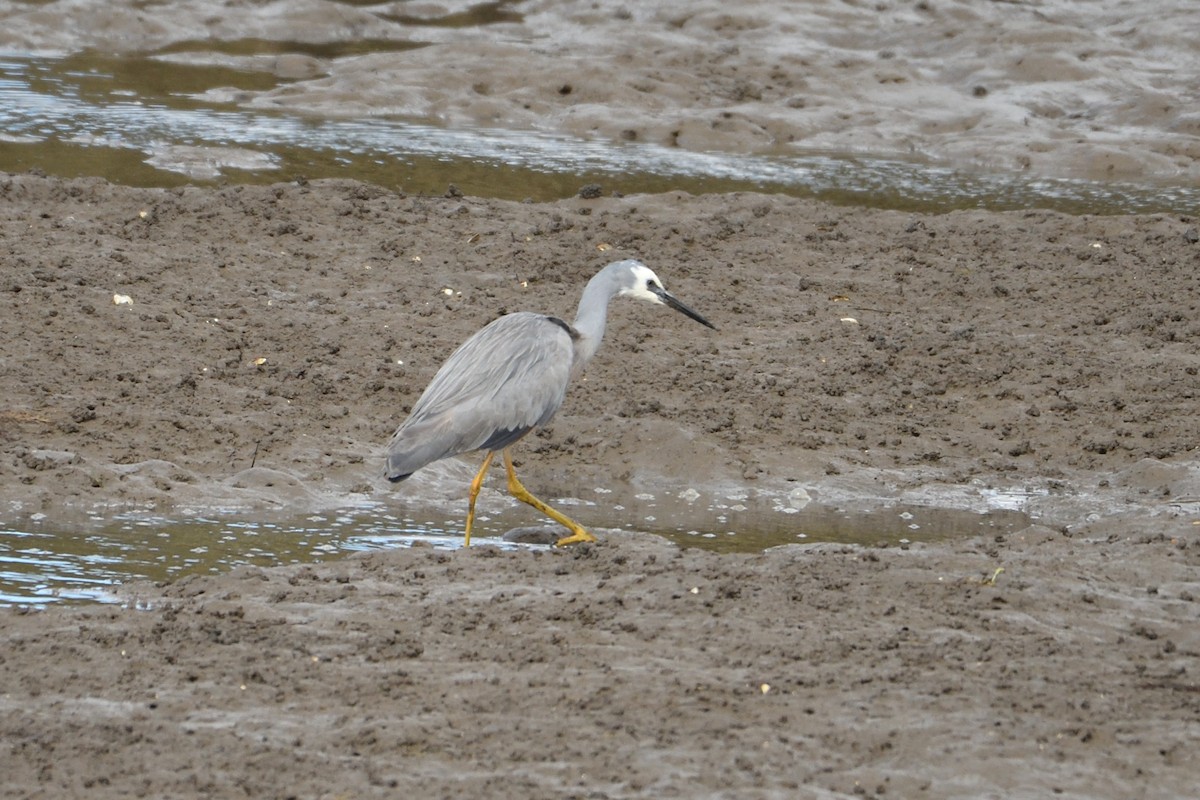 White-faced Heron - Ken Crawley