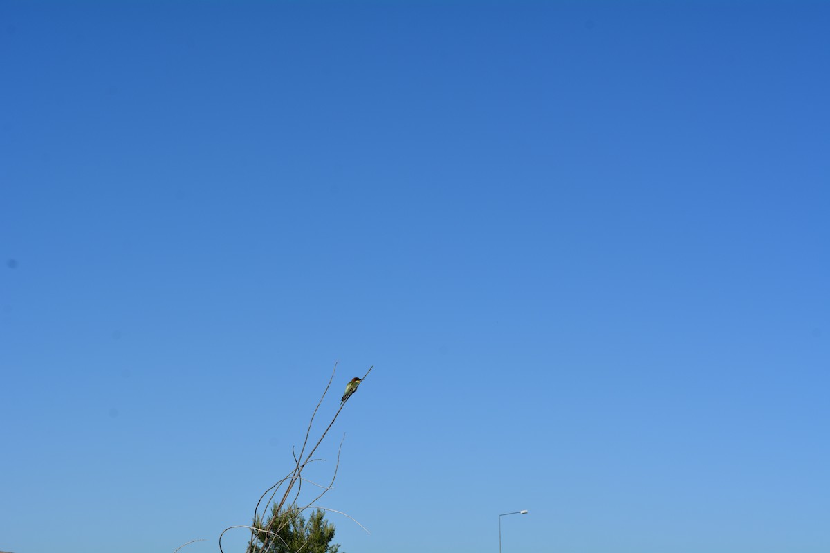 European Bee-eater - ML178661561