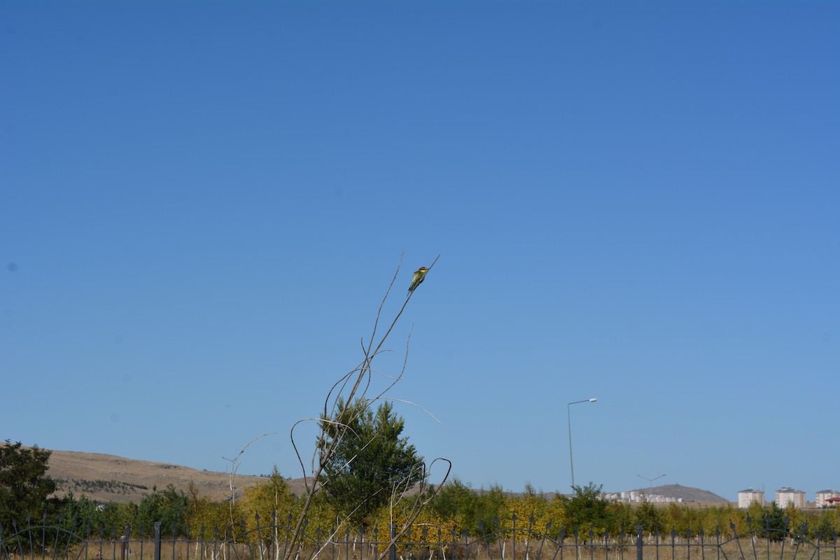 European Bee-eater - ML178661571