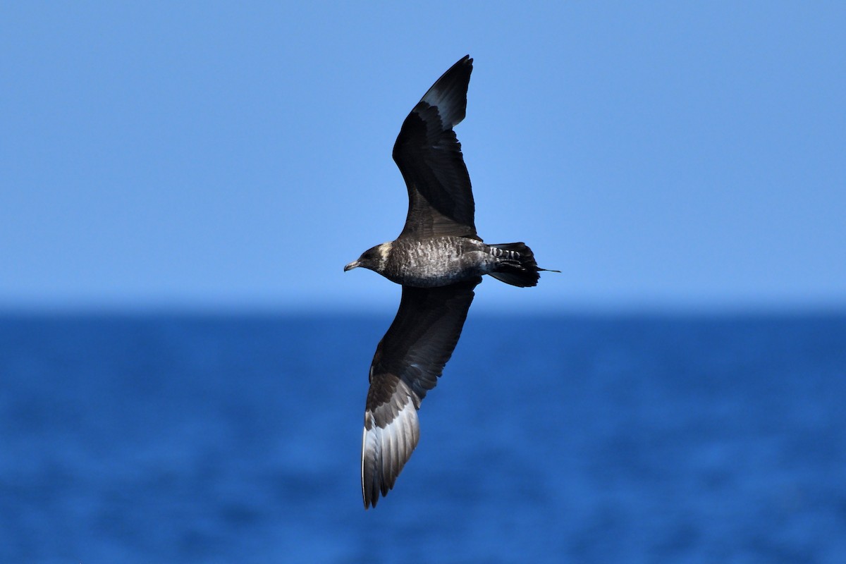 Pomarine Jaeger - Hugh Whelan