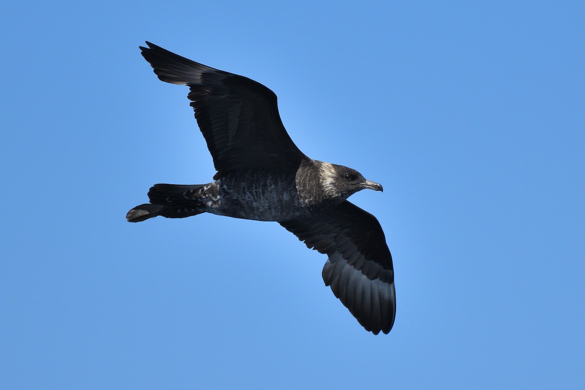 Pomarine Jaeger - Hugh Whelan