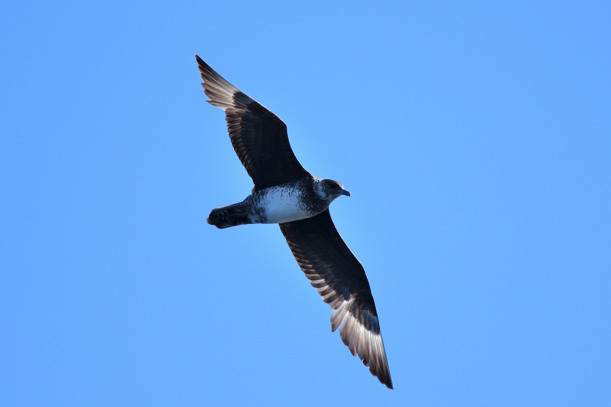 Pomarine Jaeger - Hugh Whelan