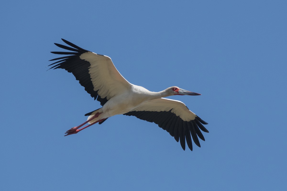 Maguari Stork - Pablo Re