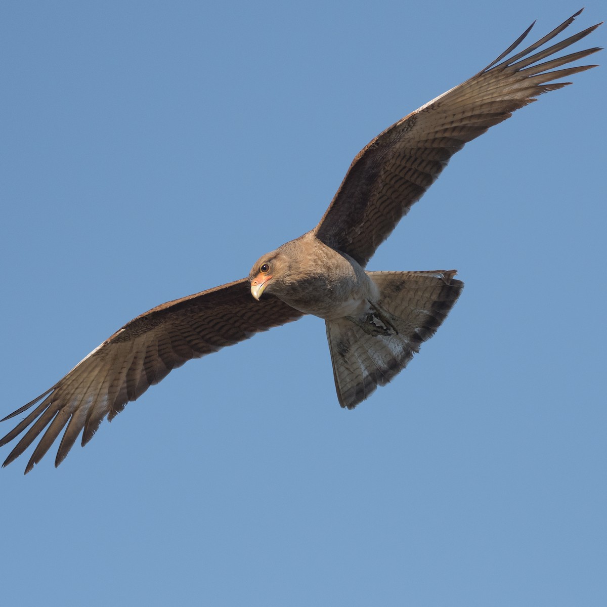 Chimango Caracara - ML178663541