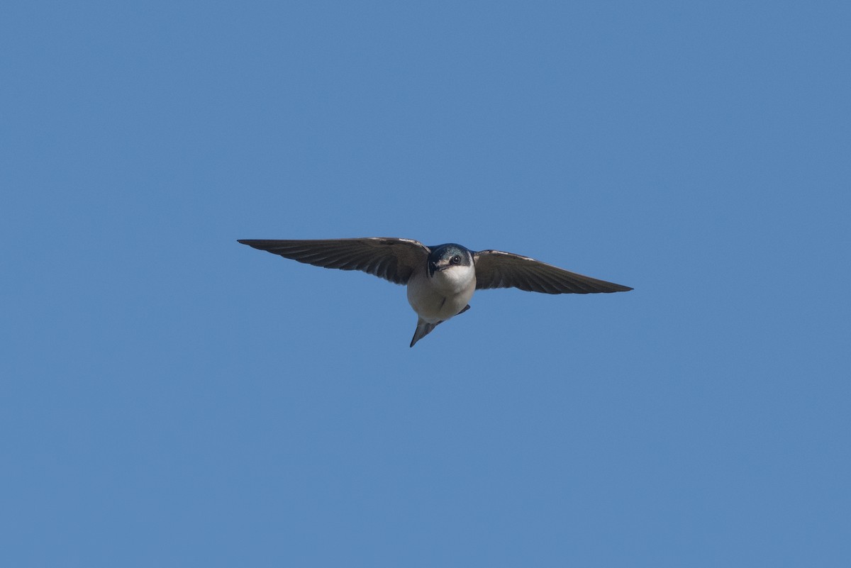 White-rumped Swallow - Pablo Re