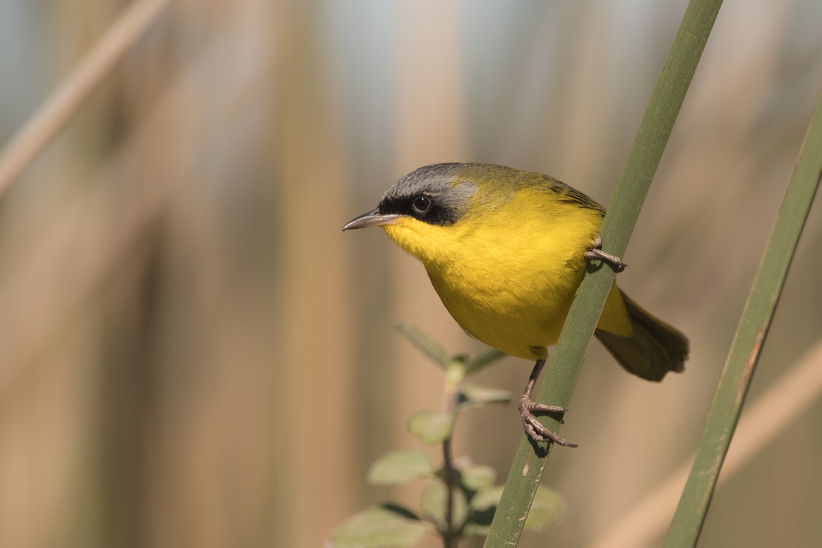 Paruline voilée - ML178664491