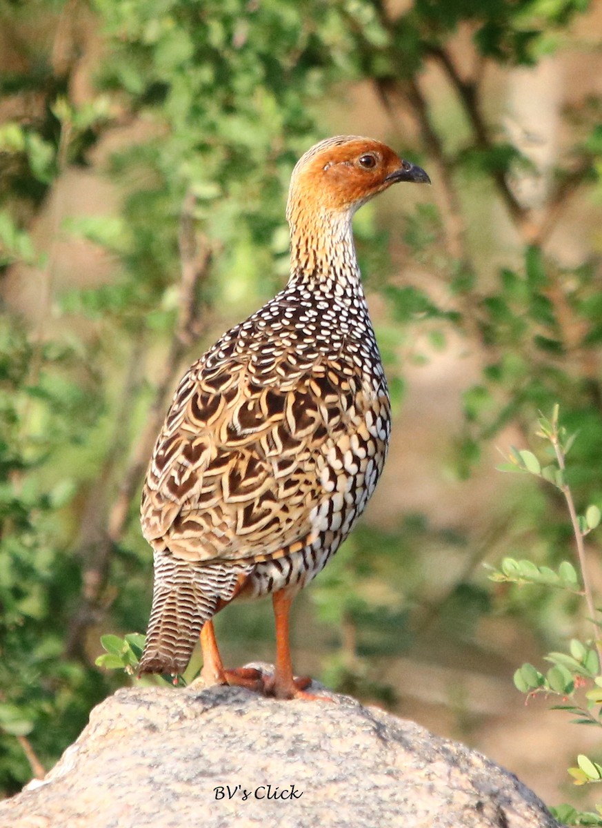 Painted Francolin - Bhaarat Vyas