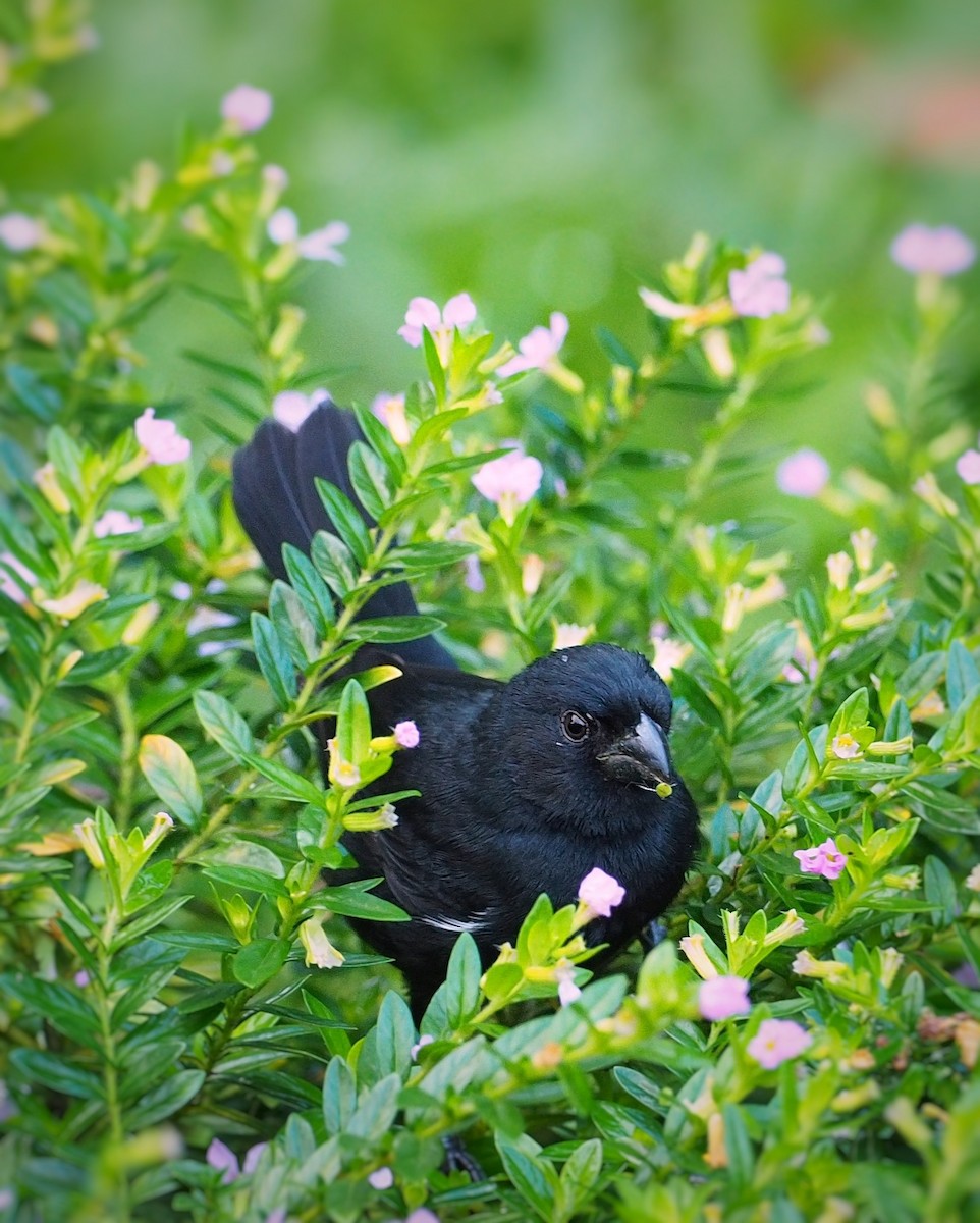 Variable Seedeater - Tony Gentilcore