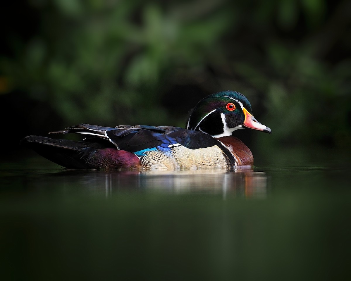 Wood Duck - Tony Gentilcore