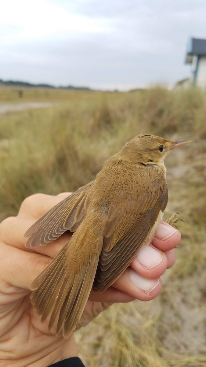 Marsh Warbler - ML178667611