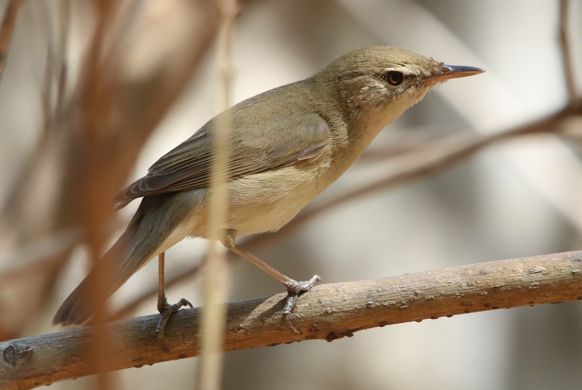 Blyth's Reed Warbler - ML178668701