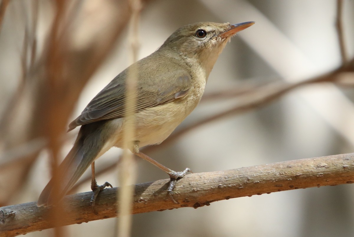 Blyth's Reed Warbler - ML178668711