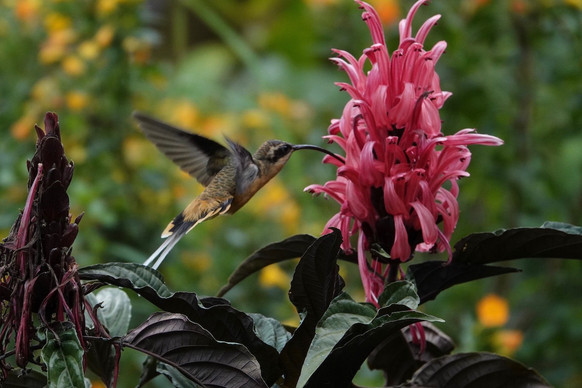 Tawny-bellied Hermit - ML178670381