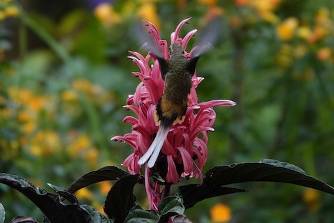 Tawny-bellied Hermit - ML178670401