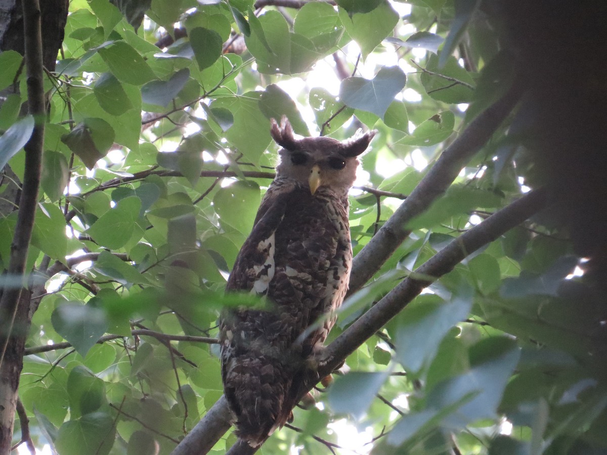 Spot-bellied Eagle-Owl - Rajiv R