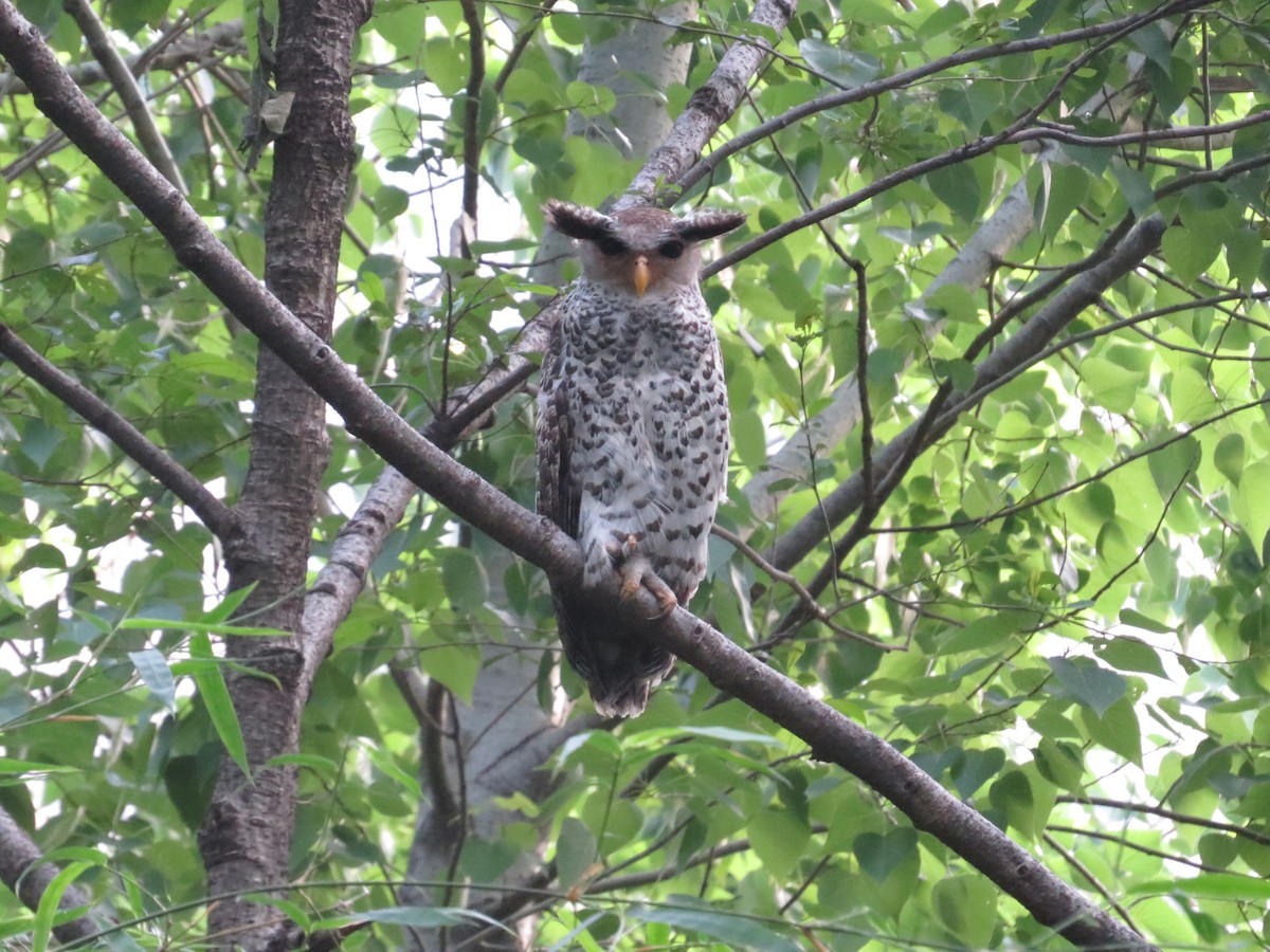 Spot-bellied Eagle-Owl - Rajiv R