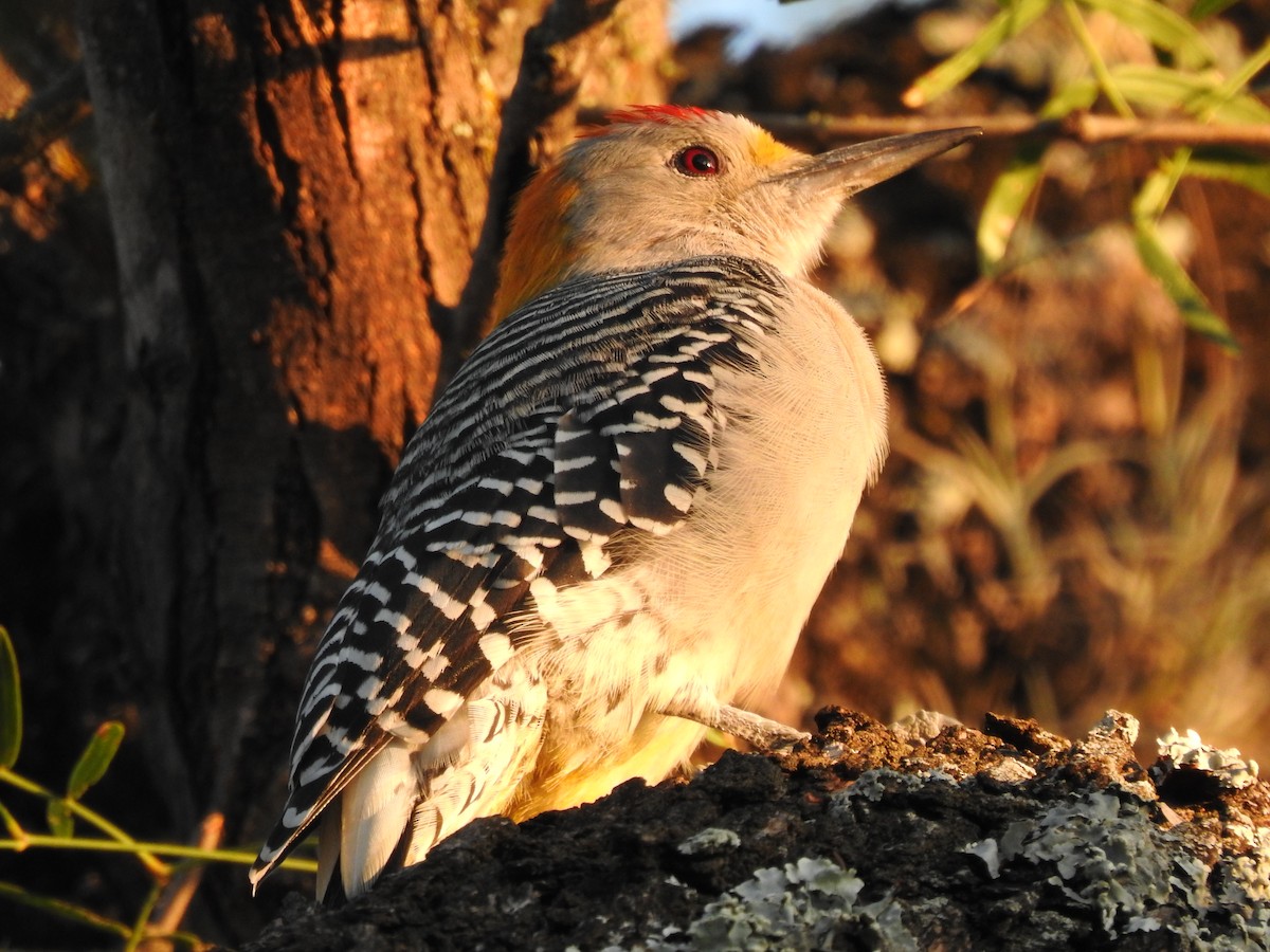 Golden-fronted Woodpecker - Kevin Long