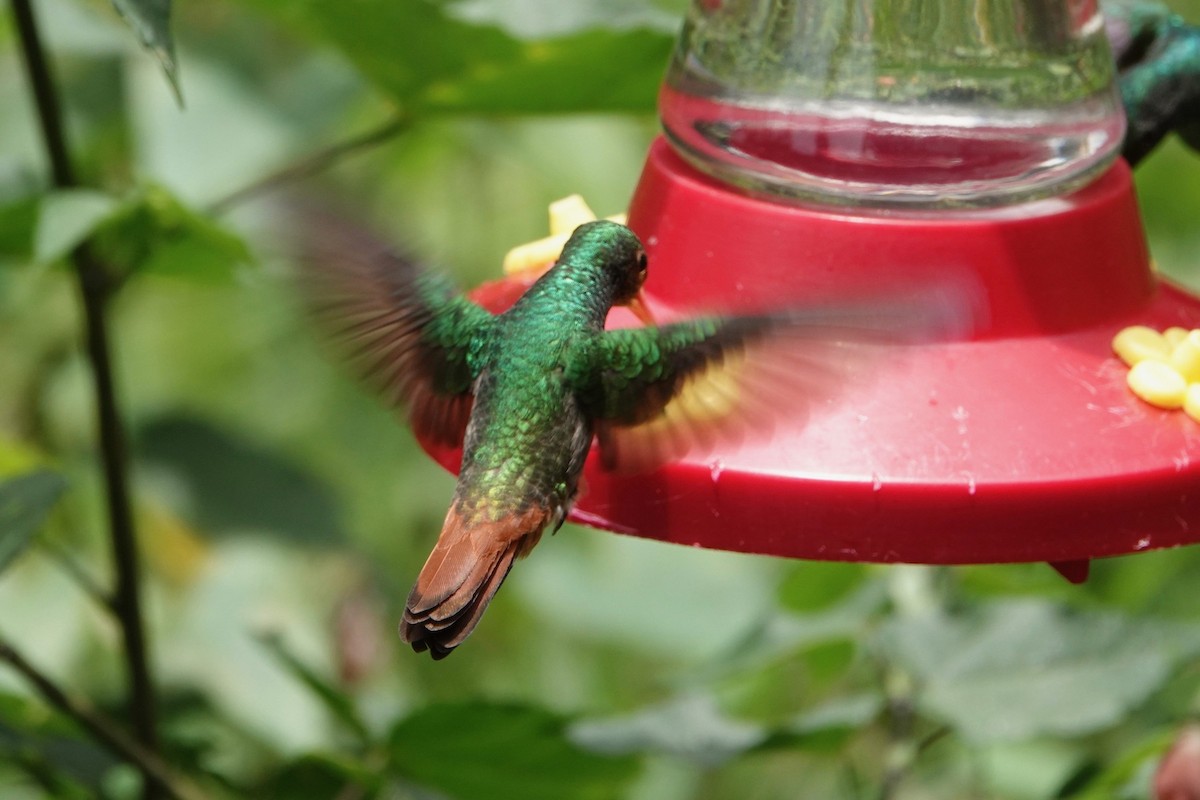 Rufous-tailed Hummingbird - ML178672051