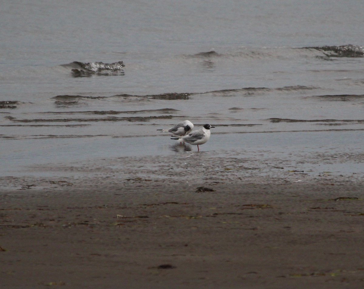 Bonaparte's Gull - Sylvie Vanier🦩