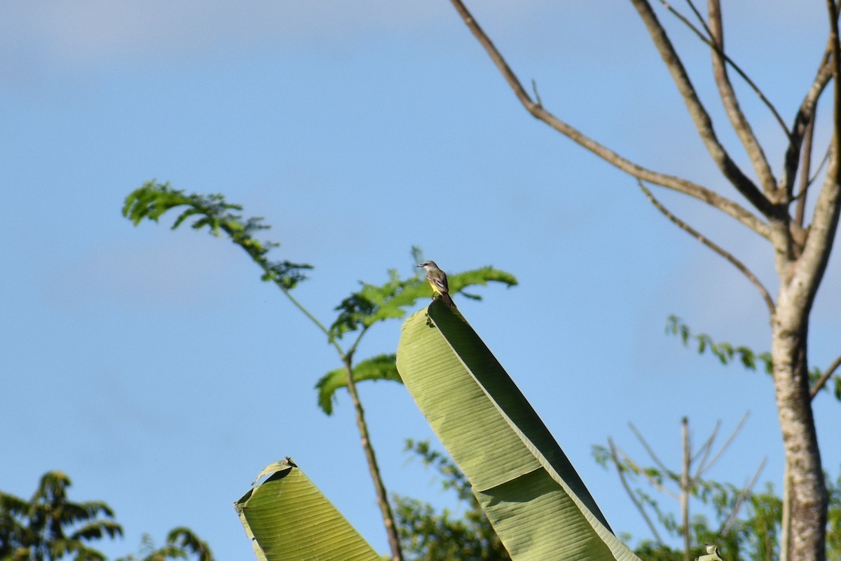 Boat-billed Flycatcher - ML178673381