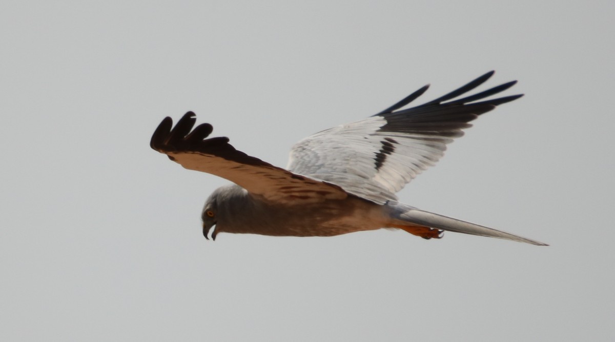 Montagu's Harrier - ML178674821